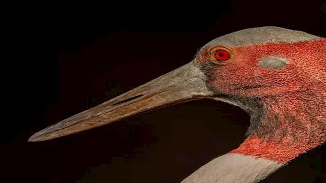 كركي ساروس.. تعرف على أطول طائ...