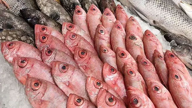 أسعار الأسماك في سوق العبور اليوم.. 81 جنيها لكيلو البلطي