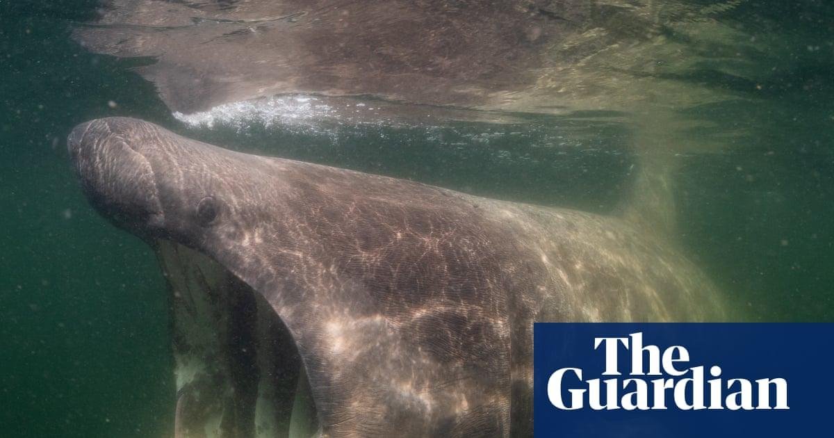 ‘Sharks are my film stars’: ho...