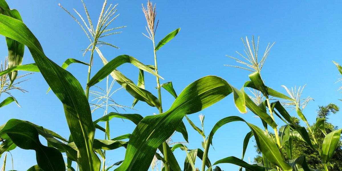 Agriculture relies on fossil f...