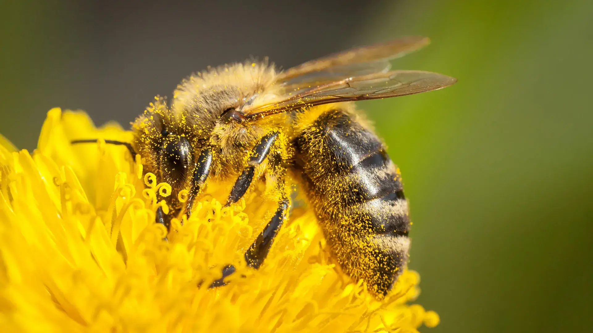 Pollen has a surprising proble...