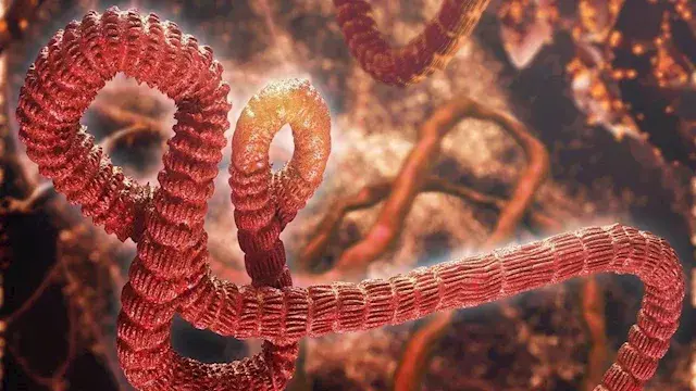 إيبولا يهدد الكونغو.. الأمم ال...