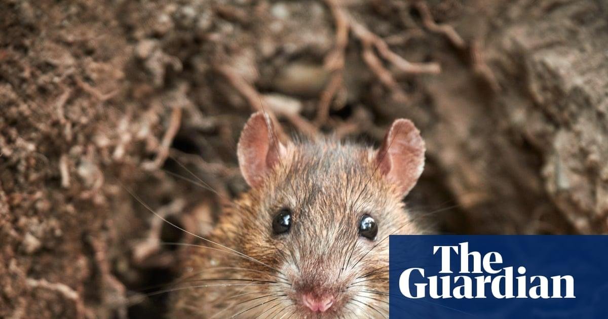 ‘Not any old vermin’: rats num...