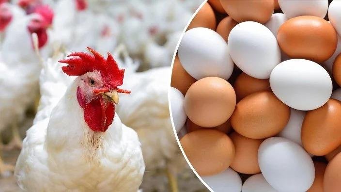 بفارق 24 جنيها.. مفاجأة في أسعار الدواجن الآن بالأسواق