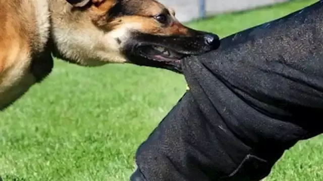 عقر 5 أشخاص بينهم مسنّة.. كلب...