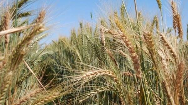 الجفاف يخفض توقعات إنتاج الحبوب في الاتحاد الأوروبي وبريطانيا 16.7 مليون طن