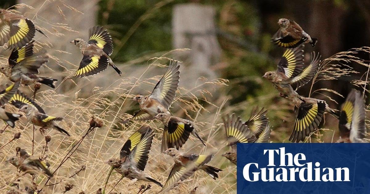 Country diary: Goldfinches and...