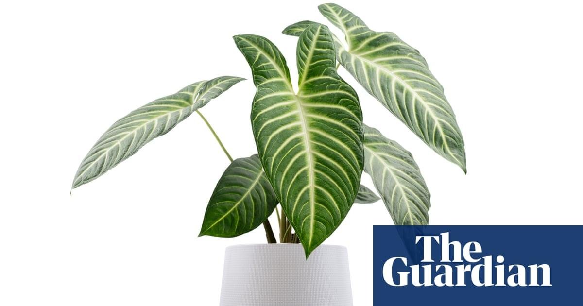 Houseplant hacks: should you a...
