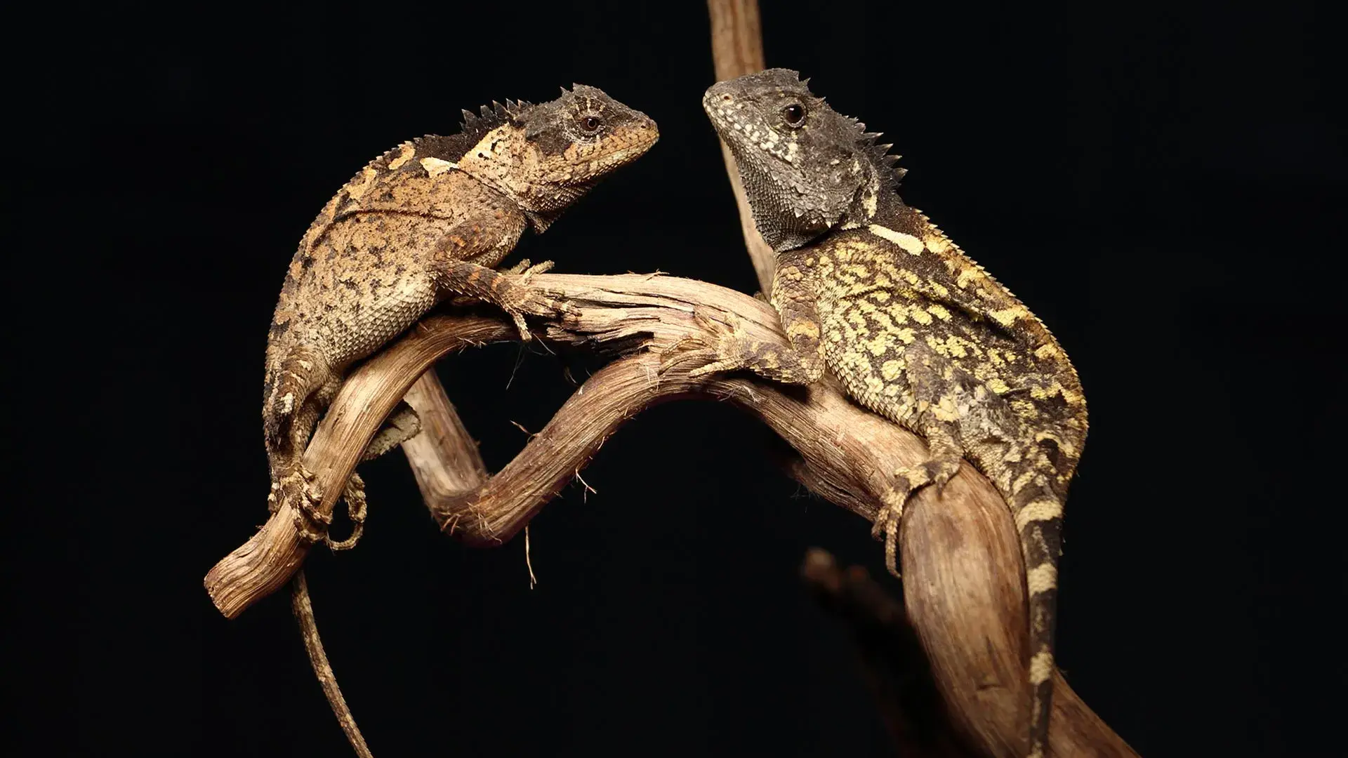 Scientists discover a real-lif...