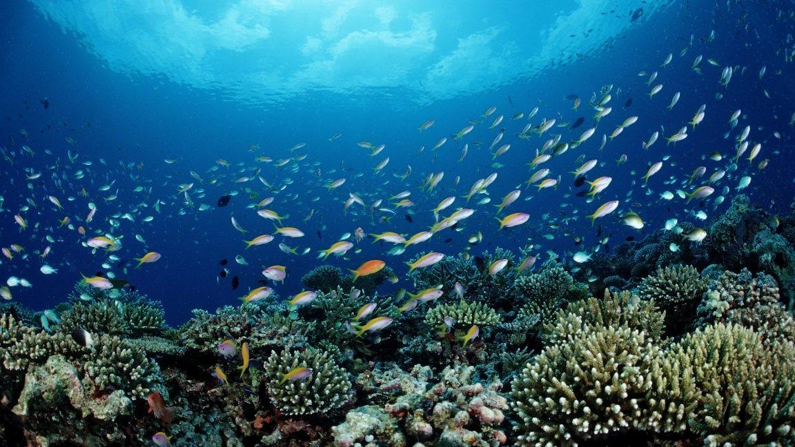 NOAA is putting commercial fis...