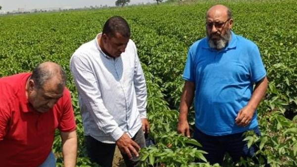 الزراعة تواصل المتابعة الميدان...