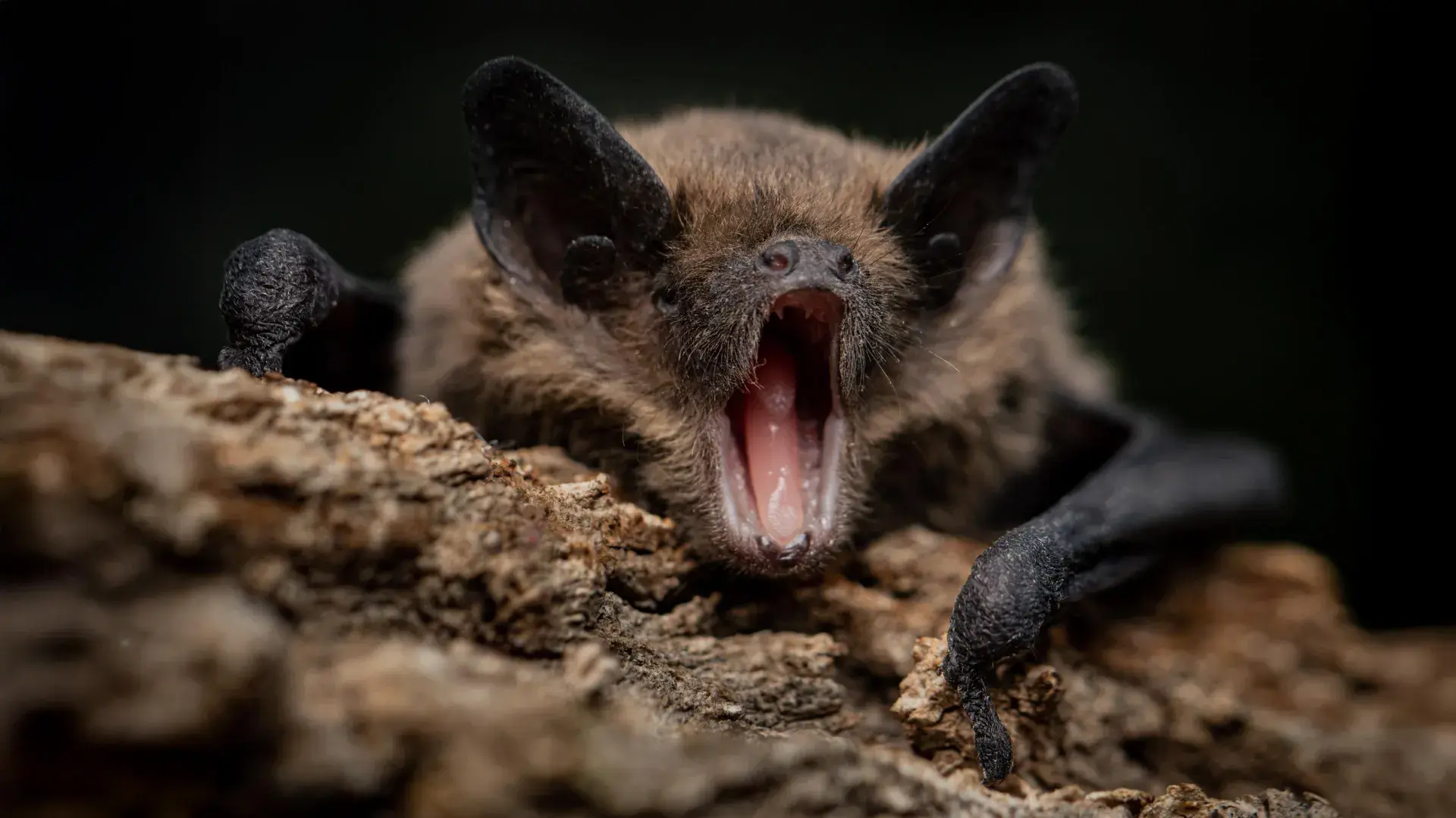 Bats carry dangerous viruses w...