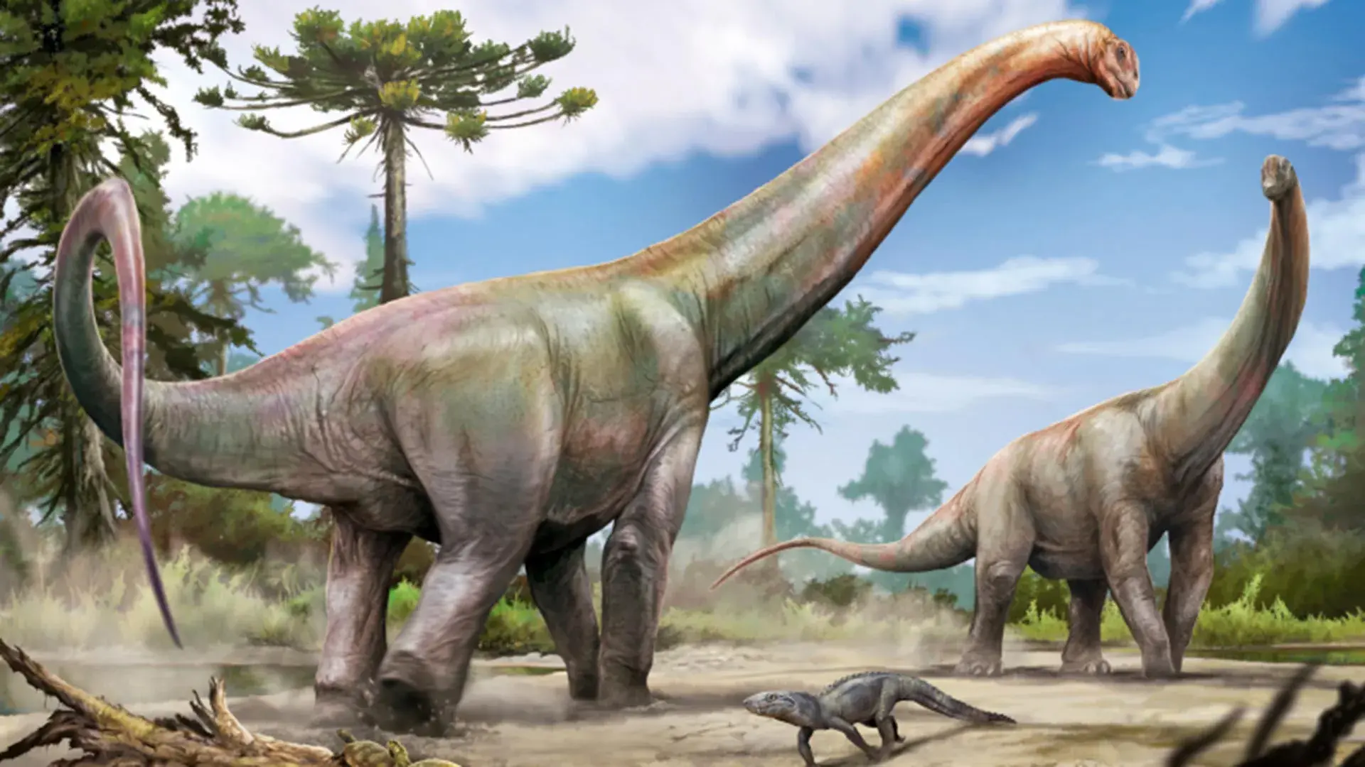 Giant new dinosaur discovered...