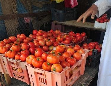 رئيس مركز معلومات المناخ ينفي إصابة 70% من الطماطم بـ السوسة: الكيلو كان سيصل لـ 300 جنيه