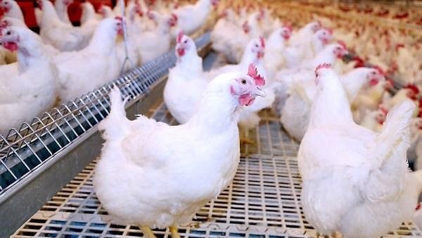 بورصة الدواجن الآن.. تراجع أسع...