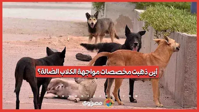 نائبة تطالب الحكومة بالكشف عن حجم الإنفاق على خطة مواجهة الكلاب الضالة