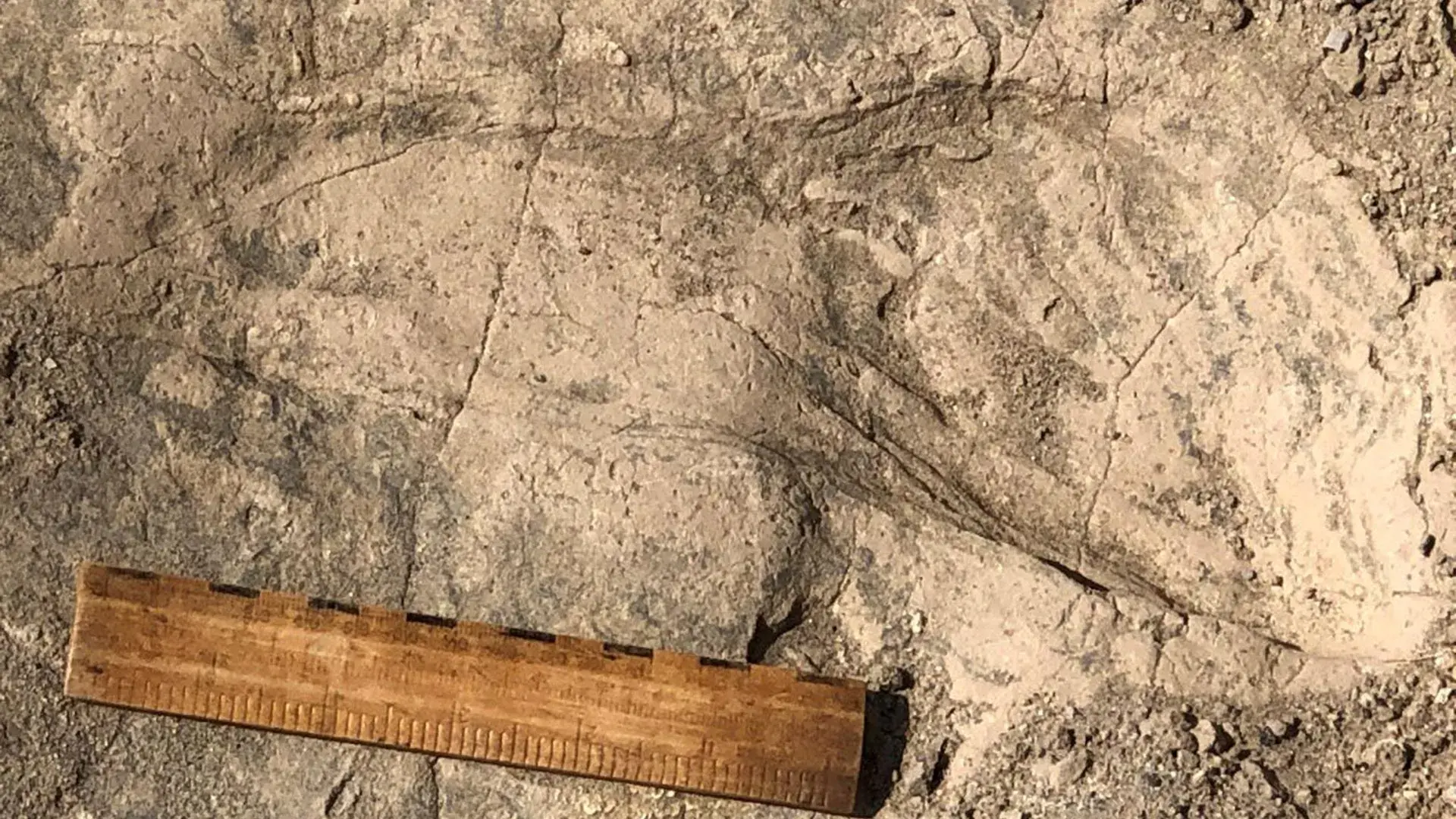 1.4-million-year-old footprint...