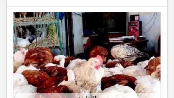 أسعار الدواجن في أسوان اليوم ا...