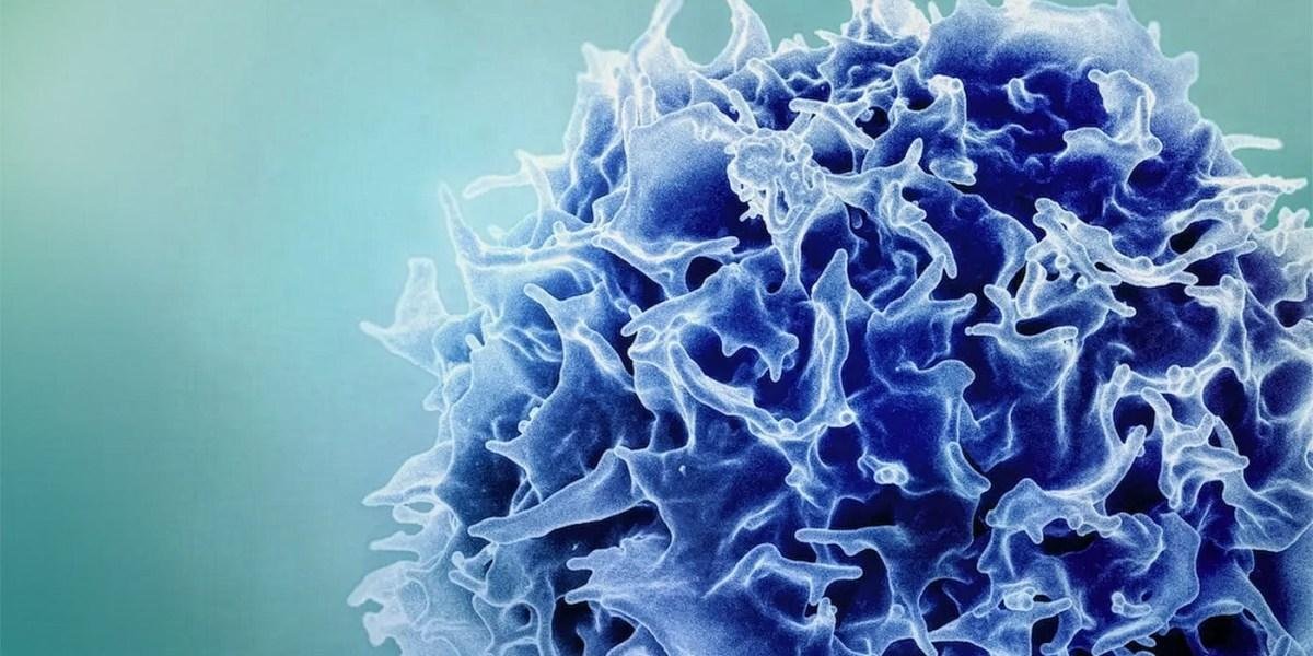 Amping up T cells to target ca...