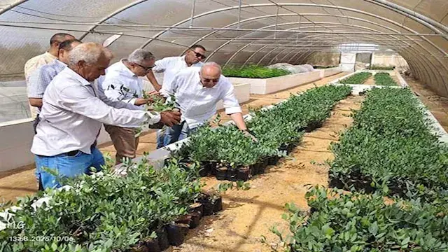 نجاح تجربة زراعة عباد الشمس الزيتي في جنوب سيناء بمياه آبار مالحة