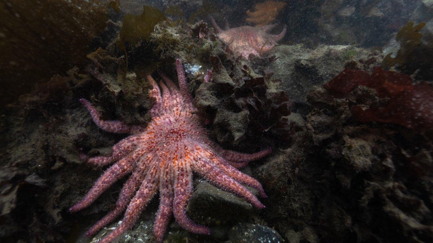 Billions of sea stars have die...