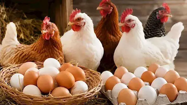 انخفاض أسعار الدواجن والبيض ال...