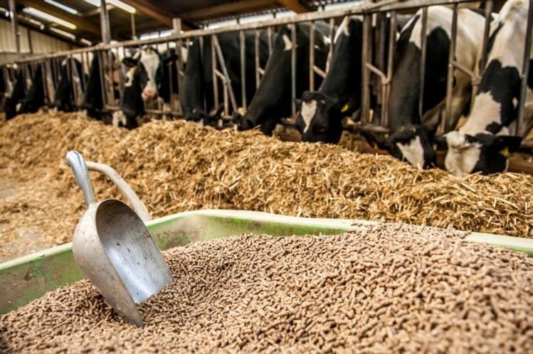 سوق الأعلاف ينتعش.. قفزة بـ26% في واردات الصويا و11% للذرة خلال 9 أشهر