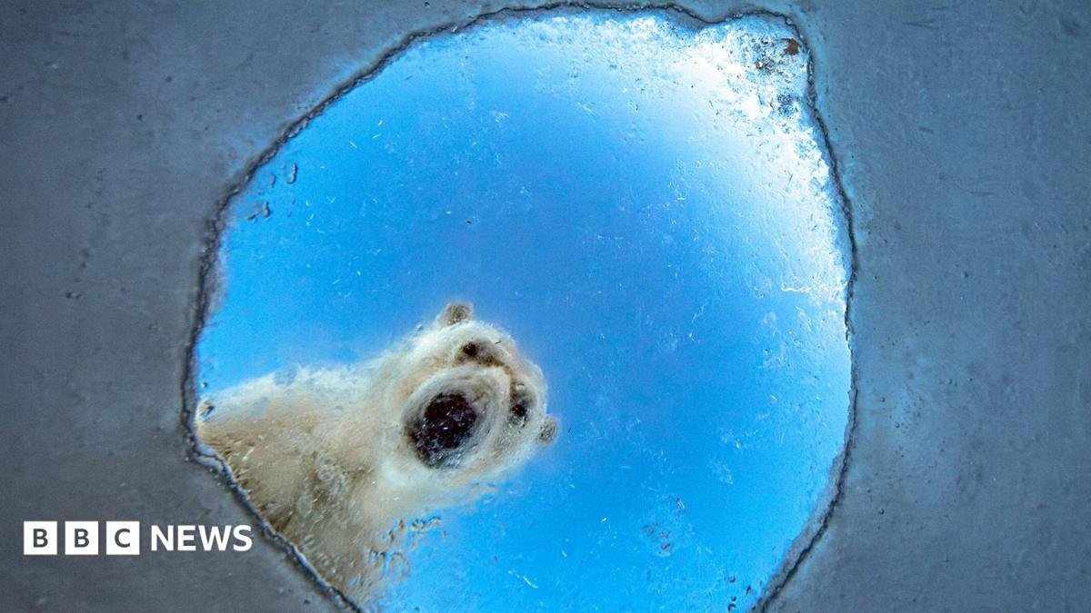 A nosy polar bear and a lucky...
