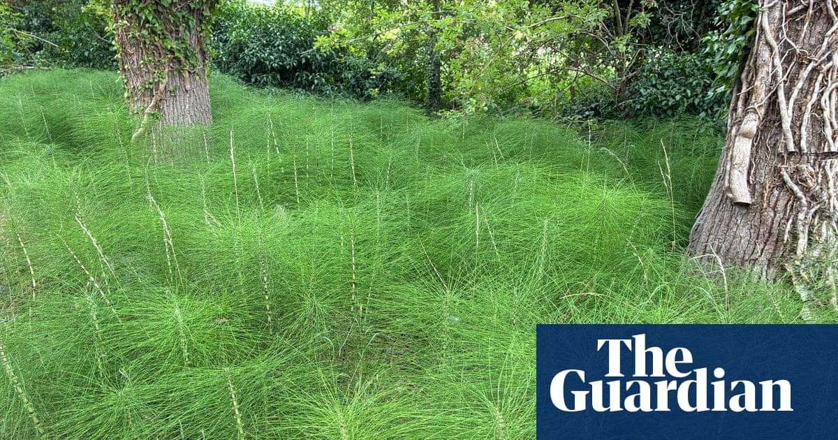 Country diary: All hail the ho...