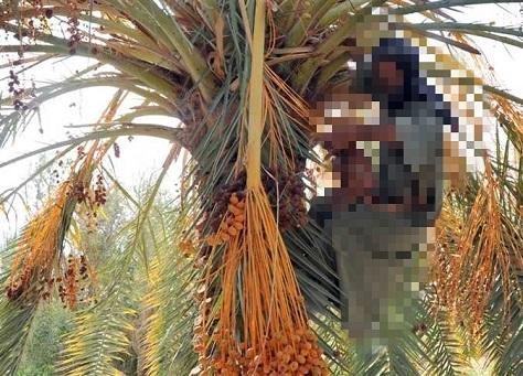 مصرع مسن سقط من أعلى نخلة في أثناء جمع محصول البلح بالوادي الجديد