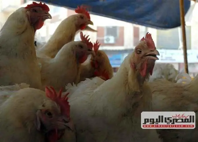 كيلو الفراخ البيضاء الآن بعد الارتفاع.. أسعار الدواجن اليوم الأربعاء بالأسواق والبورصة