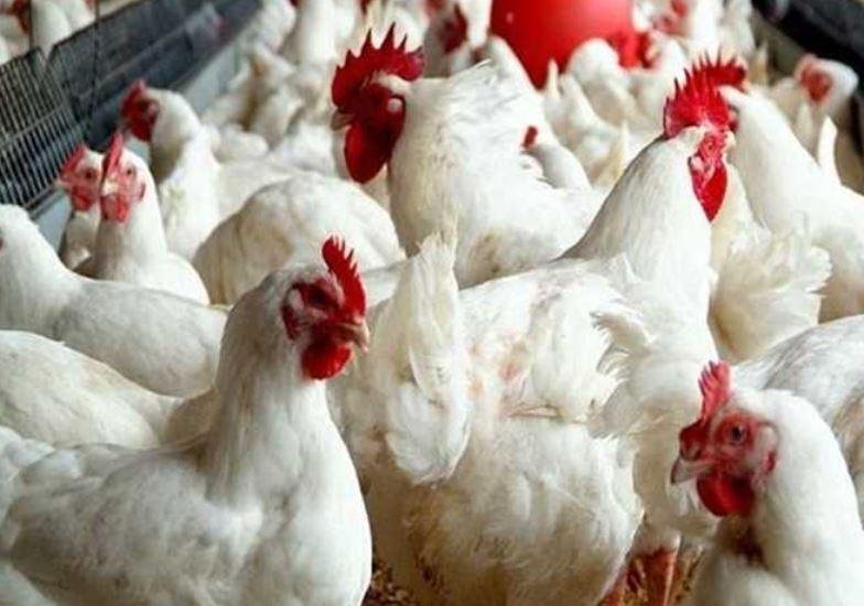التموين: ندرس عودة «فراخ الجمع...