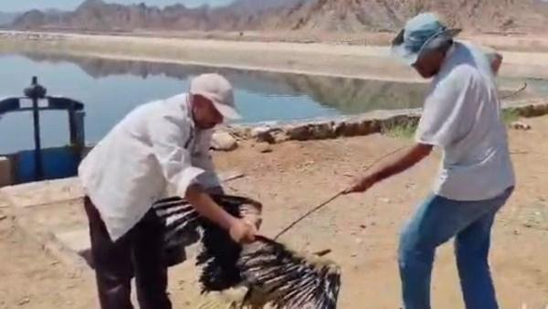 «الراحمون يرحمهم الله».. يدٌ تنقذ لقلقًا مهاجرًا من الموت في شرم الشيخ
