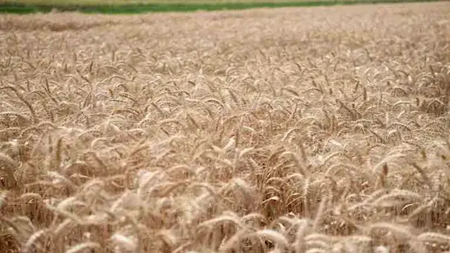 رئيس "تغير المناخ" يكشف الموعد الأمثل لزراعة القمح ويحذر من التبكير