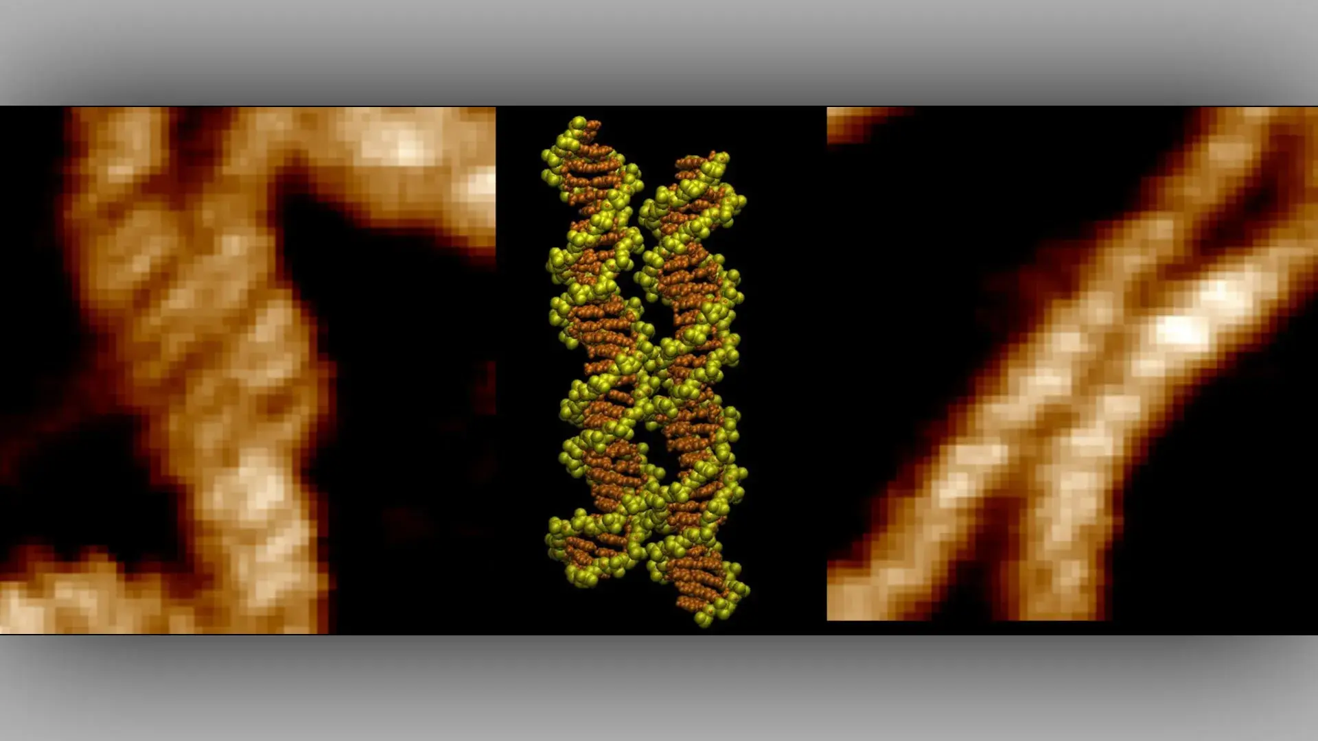 Scientists capture two DNA str...
