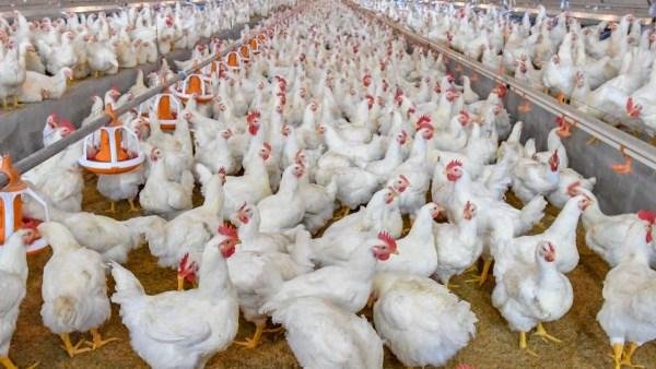 شعبة الدواجن : تجهيز منافذ الس...