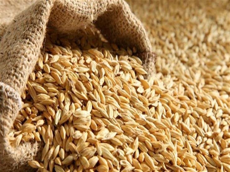 طلب الشركات وتأجيل المزارعين للبيع.. البحوث الزراعية توضح أسباب ارتفاع الأرز الشعير 1000 جنيه في أسبوع