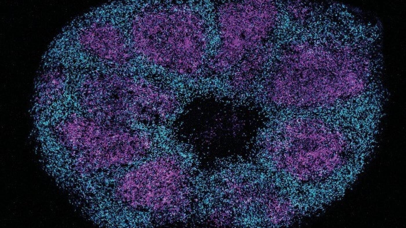 Scientists map key protein int...