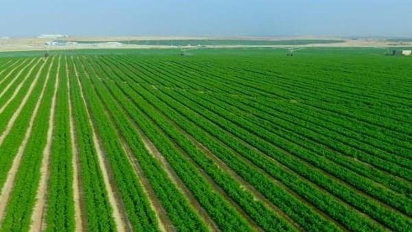 4.5 مليون فدان تعيد رسم خريطة الزراعة في مصر.. من الدلتا الجديدة إلى توشكى وسيناء لتعزيز الأمن الغذائي وخفض فاتورة الاستيراد