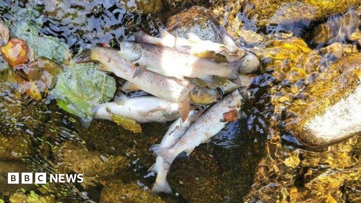 Generations of fish 'wiped out...