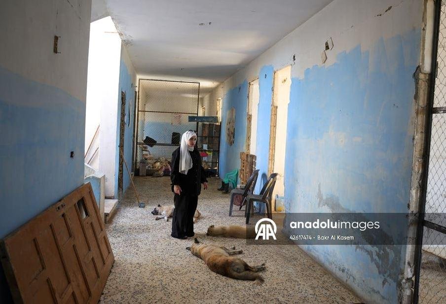 قطة غيرت حياتها.. سورية ترعى 350 حيوانا في مأوى بحمص