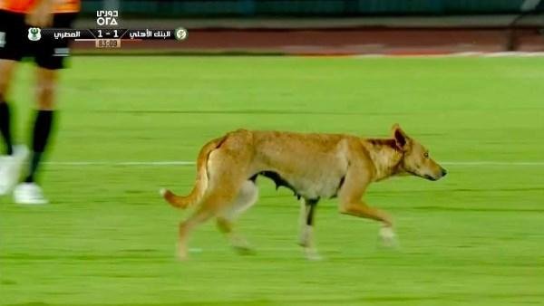 طرائف الدوري المصري.. كلب ضال يقتحم ملعب مباراة البنك الأهلي والمصري ويوقف اللقاء