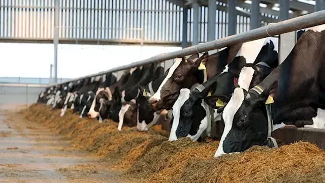 بحوث الحيوان لواقع مصر: برودة الشتاء تخفض إنتاج اللبن لدى الماشية