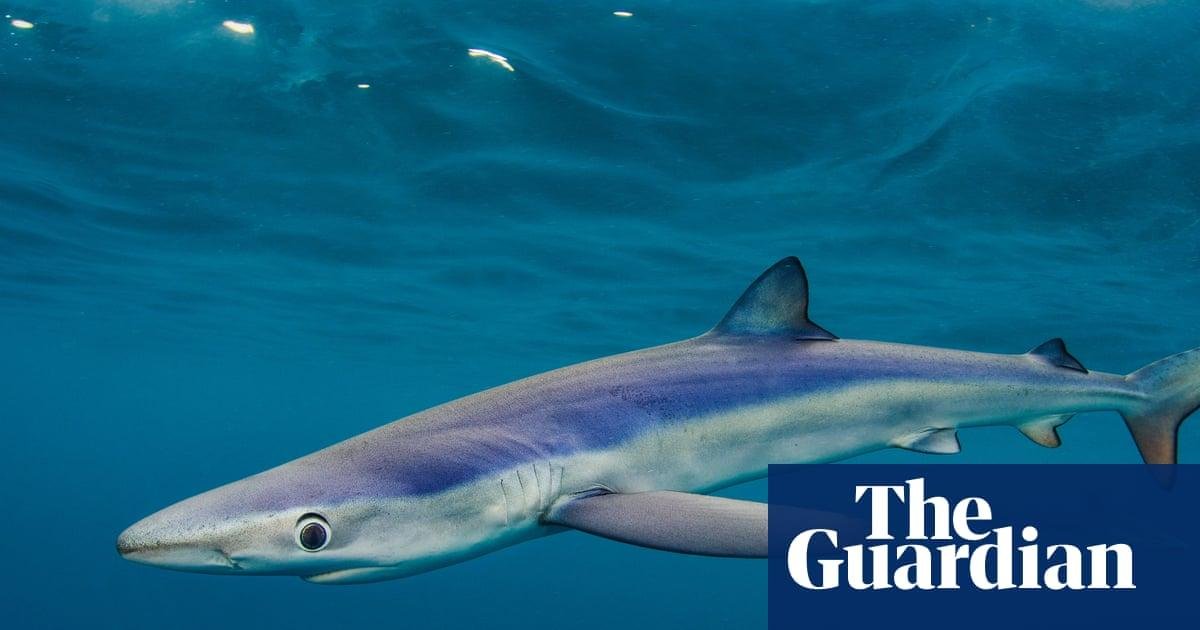‘We have really cool sharks’:...