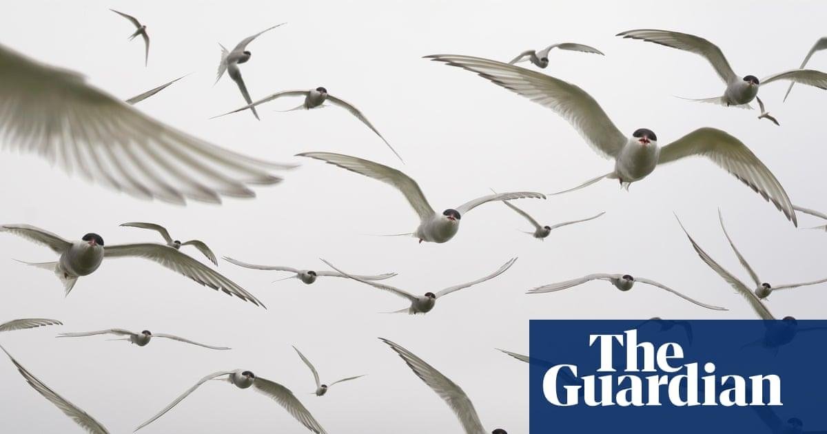 One in nine migratory birds th...