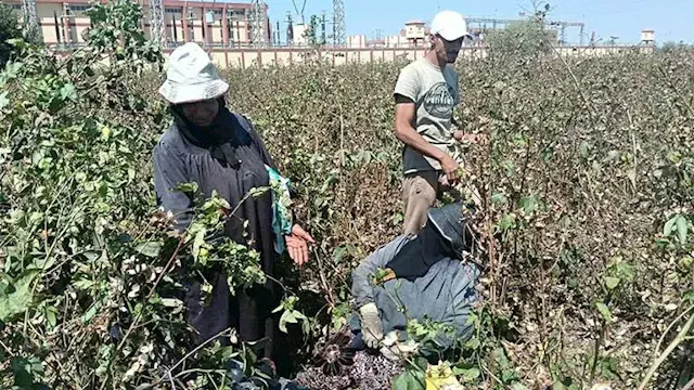 من الفجر للحصاد.. "الذهب الأبي...