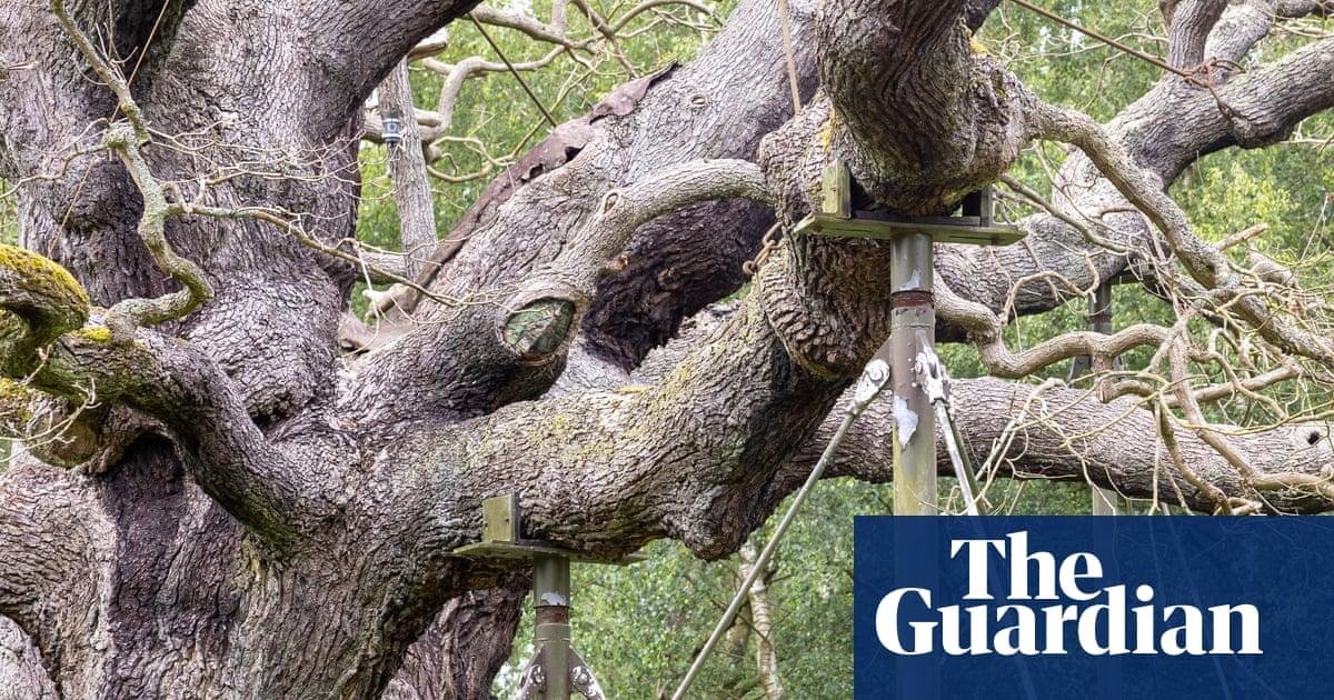 England’s ancient oak trees dy...