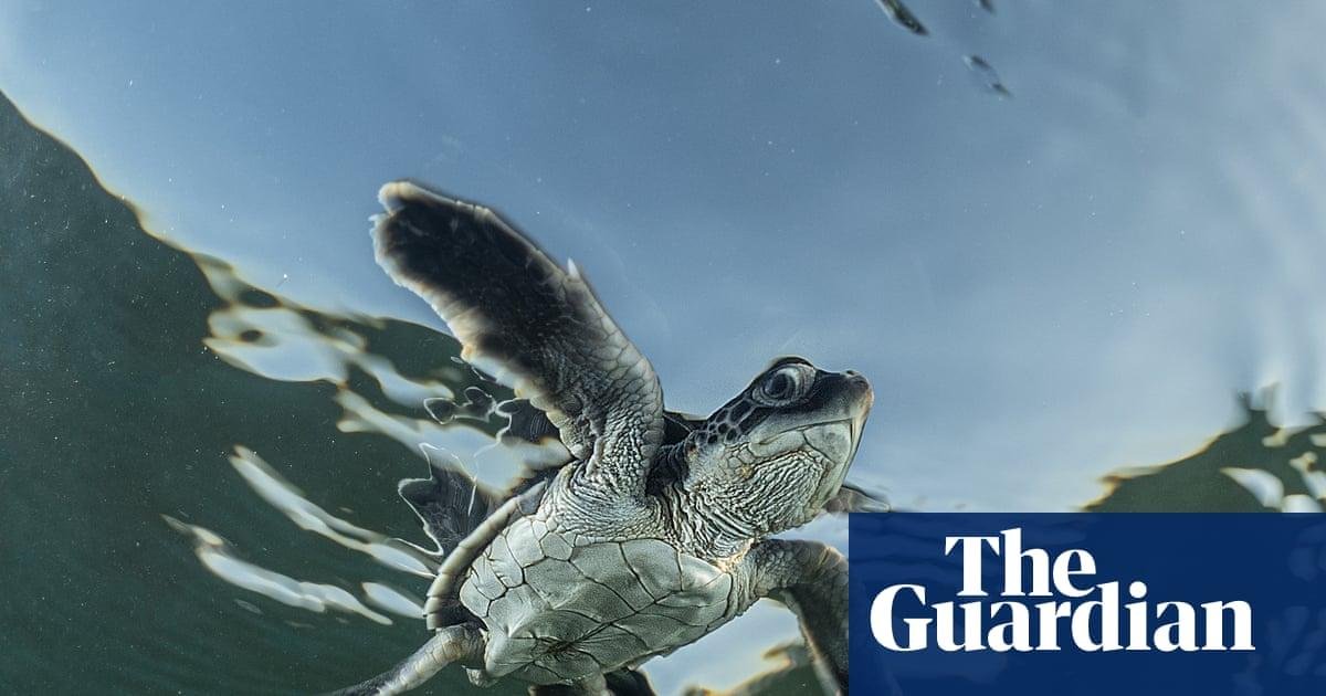 Week in wildlife: a sea turtle...