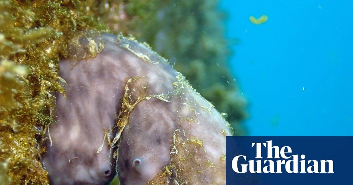 Could this humble sea sponge c...