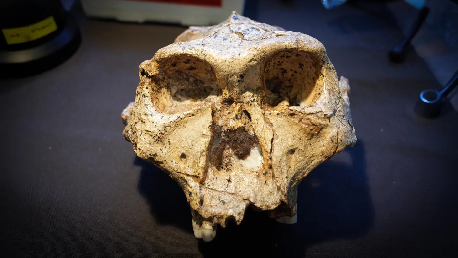 Scientists say the human famil...